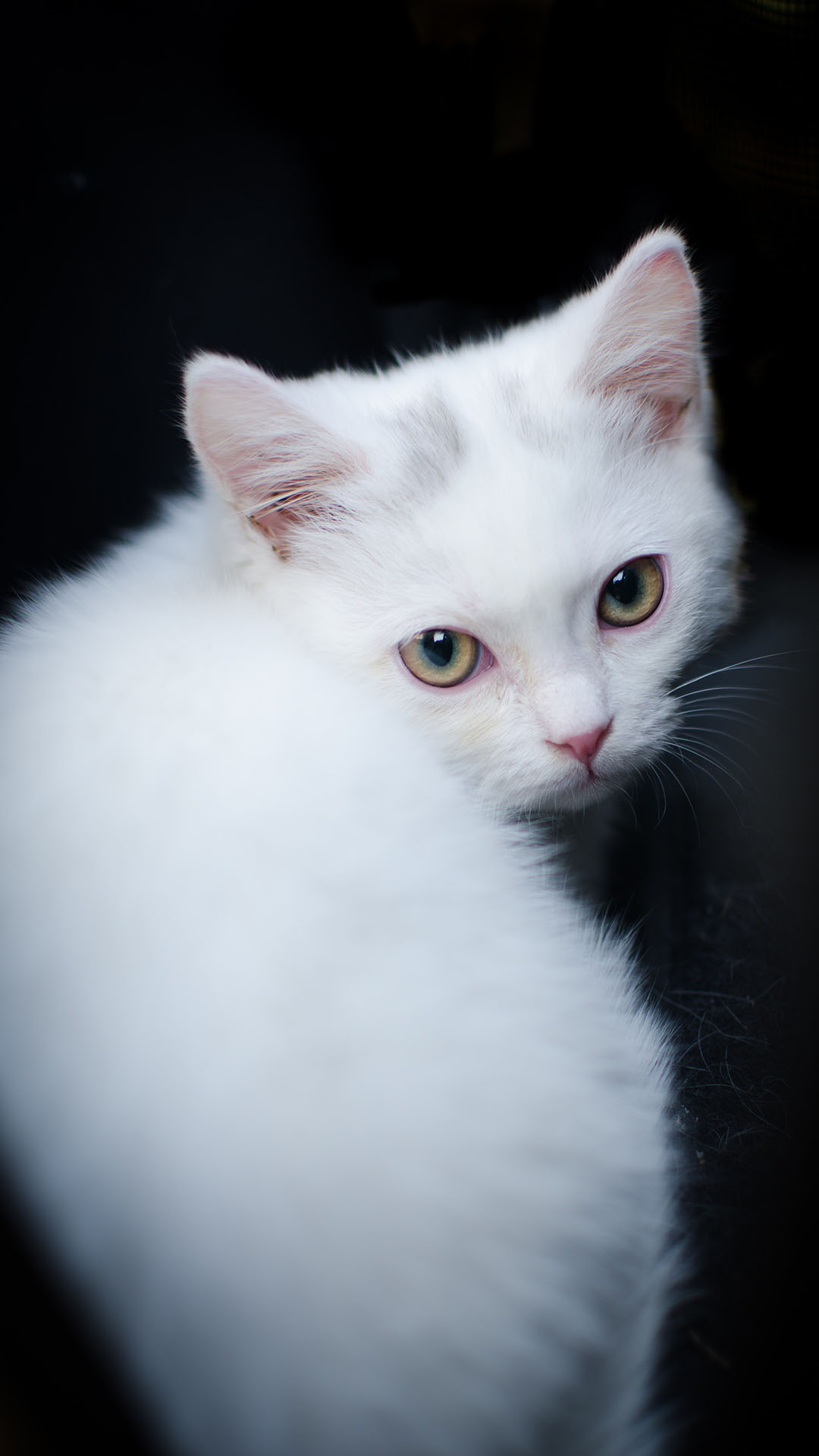 图片[2]-50句可爱的猫咪文案-尖叫文案