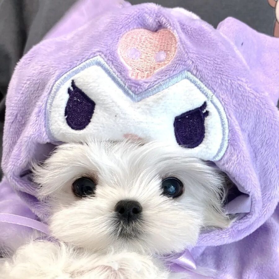 图片[13]-可爱有趣的微信头像-尖叫文案