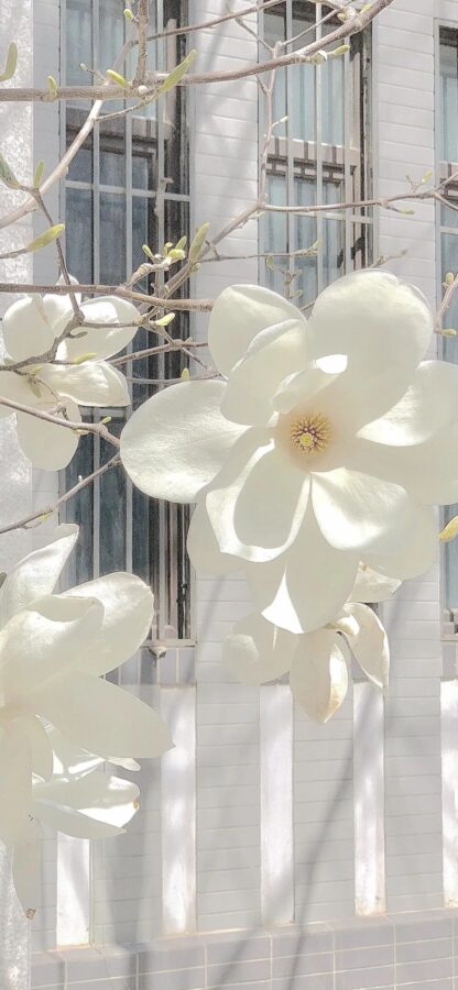 图片[19]-高级ins风手机壁纸-尖叫文案