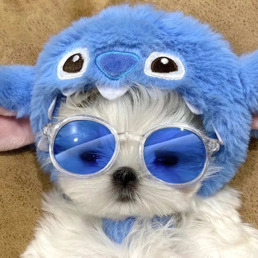 图片[11]-可爱有趣的微信头像-尖叫文案