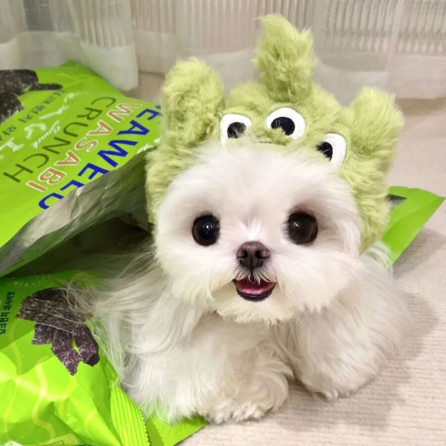 图片[12]-可爱有趣的微信头像-尖叫文案