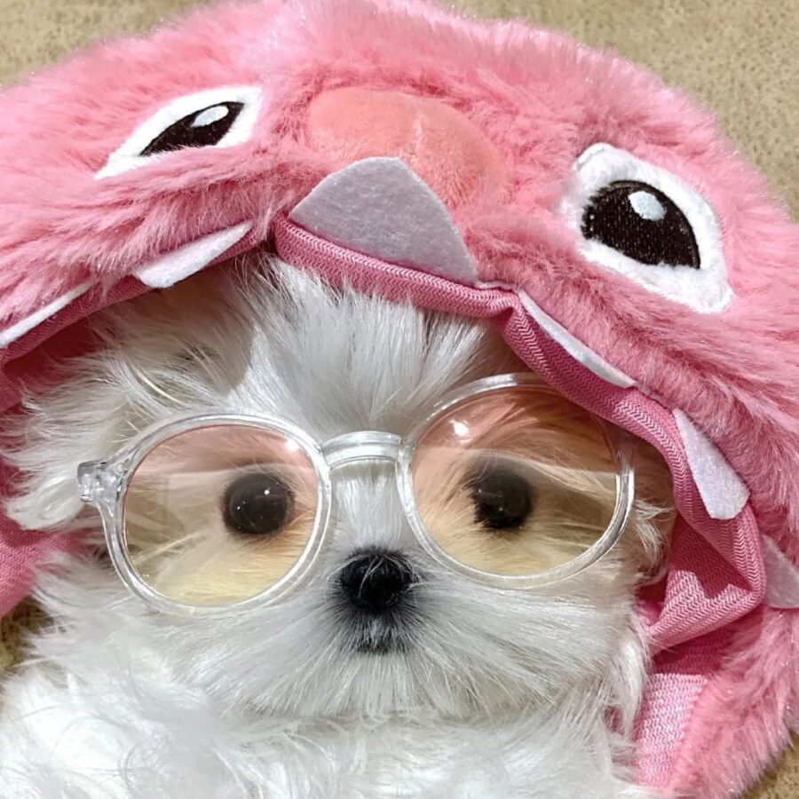 图片[10]-可爱有趣的微信头像-尖叫文案